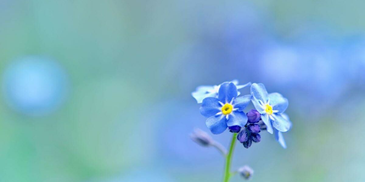 Blue flower 1200px