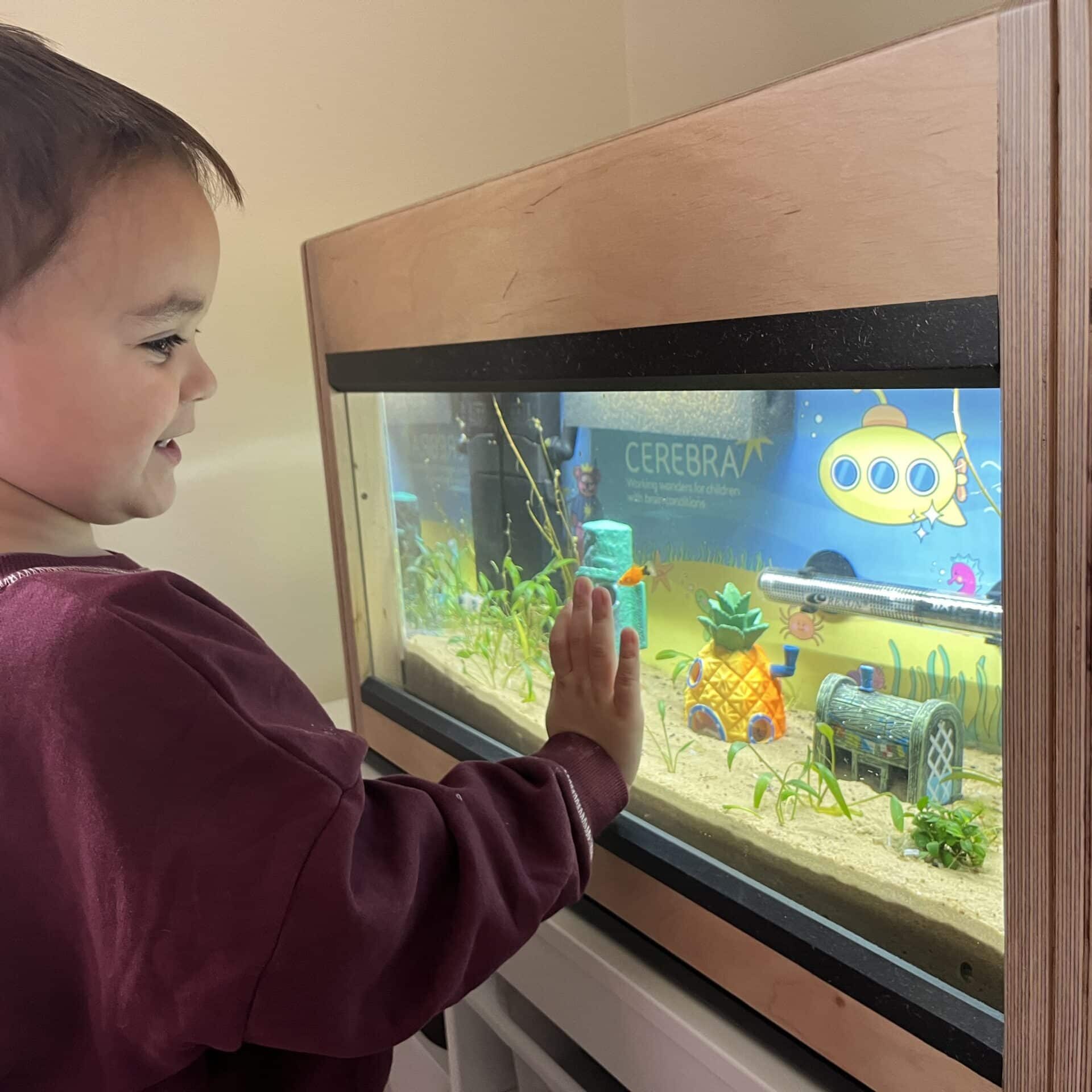 Arthur enjoying his fish tank